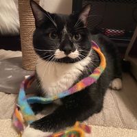 poirotcat