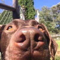 choco.june