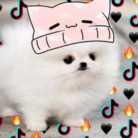 btw._.laop._
