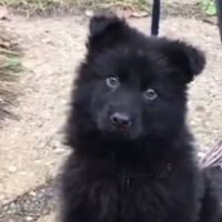 jack.souldog