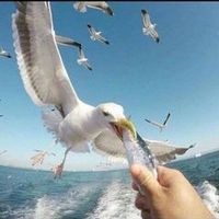 mohammedalmisrati25
