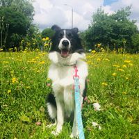 apkabordercollie