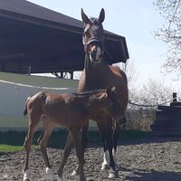 terez_horse