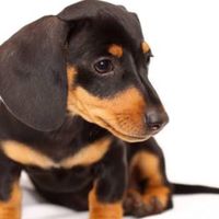 matilda_the_mini