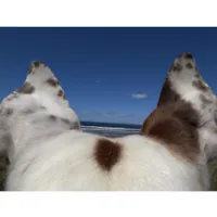 original sound - lindicchannel5