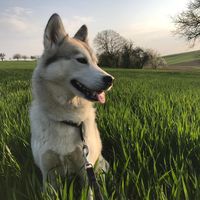 heartpaw.sui