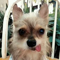 original sound - losperritinos