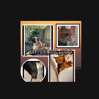 little_big_zoo