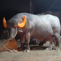 sayednawaz31