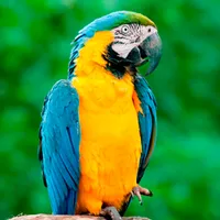 Si Pudiera Yo ... Kazzabe Agrupacion