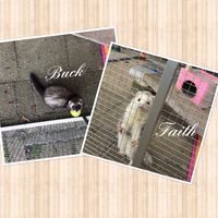 buck_faith