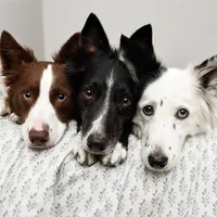 original sound - kelly_bove