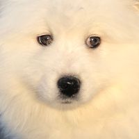 wowsamoyed