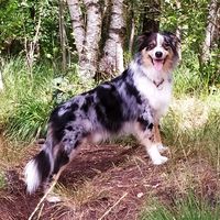 ayla_the_aussie