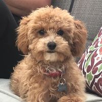 neauxneauxjeauxjeaux