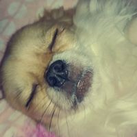bilou.the.little.dog