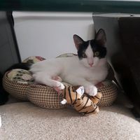 pitucha_cat