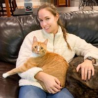 lokithegingercat_