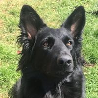 raventhedoggo