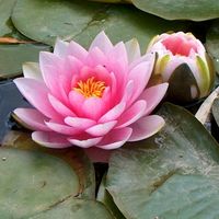 Бархатный лофт