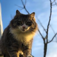 theodoro_the_cat