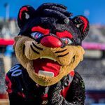 the_cincy_bearcat