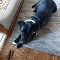maizey_the.mutt