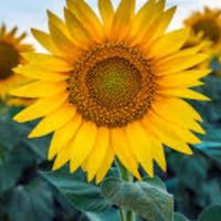 sunflower.asethetics1o