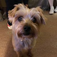 the.yorkie.coco