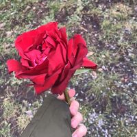 hannah_dahlin