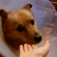 suomenpystykorva_armi