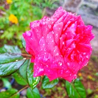 original sound - rose_lover111