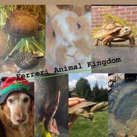 ferrerianimalkingdom
