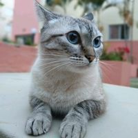 floppy_the_smart_cat