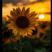 original sound - rafaellasilva180