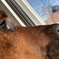 original sound - Moses