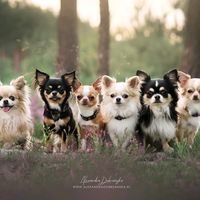 shaggygangchihuahua