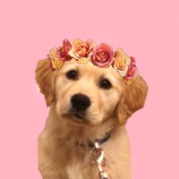 mileythegoldie