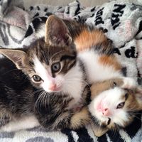 catmombabies