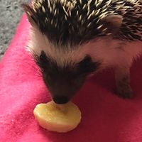 quillthehedgehogking