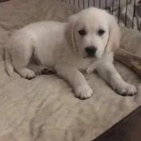 original sound - cooperswould