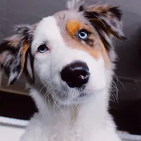 a cute doggo