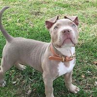 bob.bull