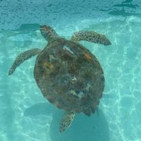 turtlehospital