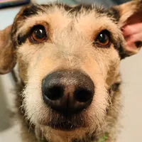 original sound - droxmox