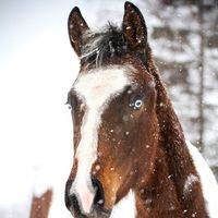 equi.ebbah