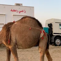 original sound - mh6.6