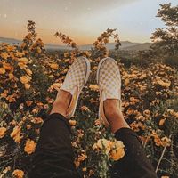 sunflowersxrainbows