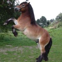 loveallmyhorse