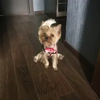 original sound - teyusha1